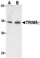 Antibody product image